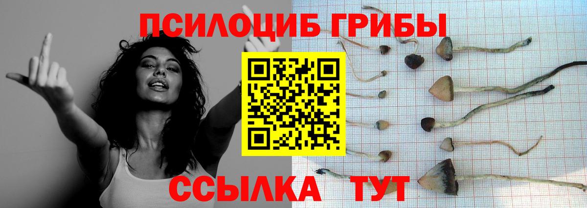 Галлюциногенные грибы Psilocybe Топки
